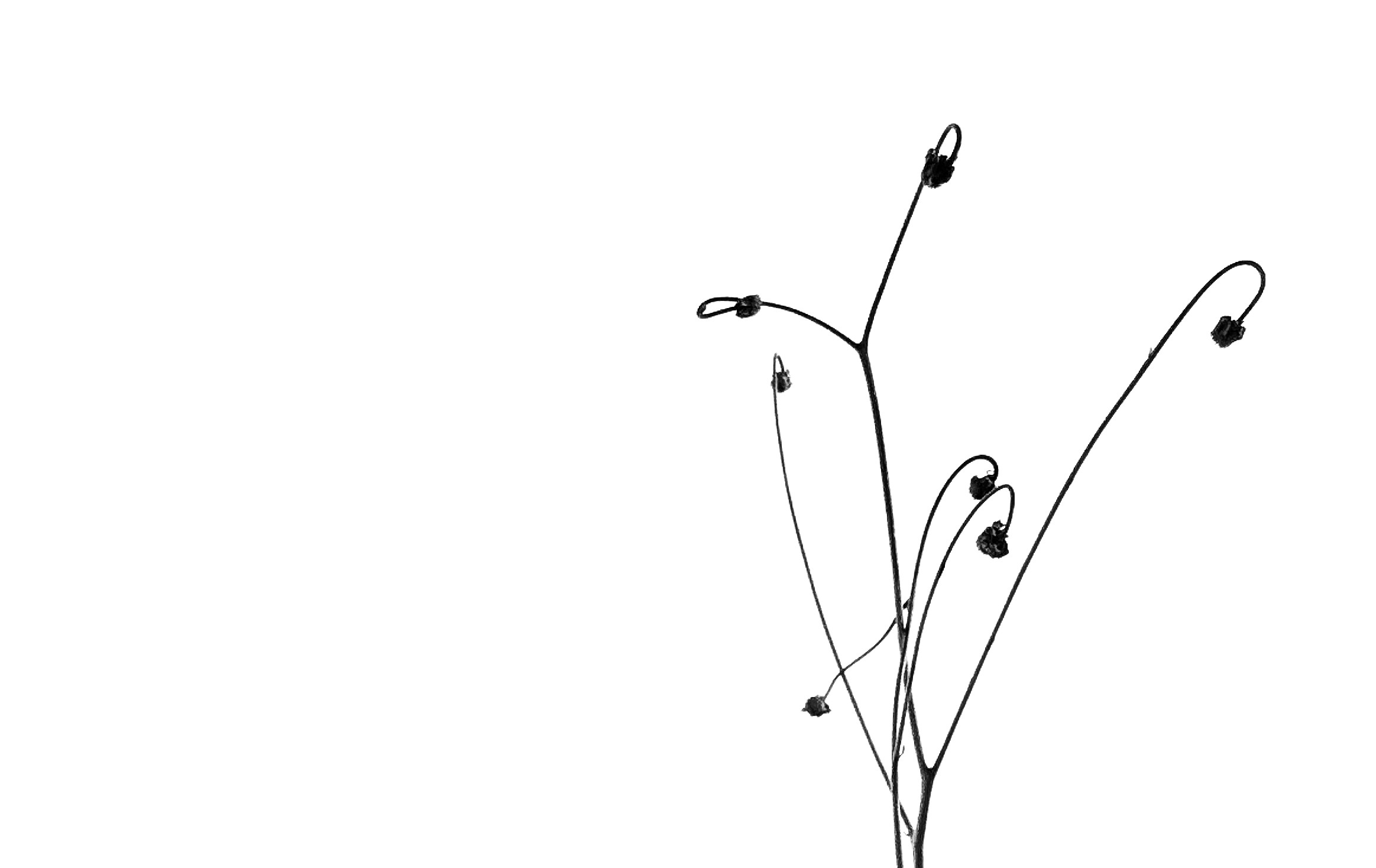 3._Nature’s_Grace_III_3932