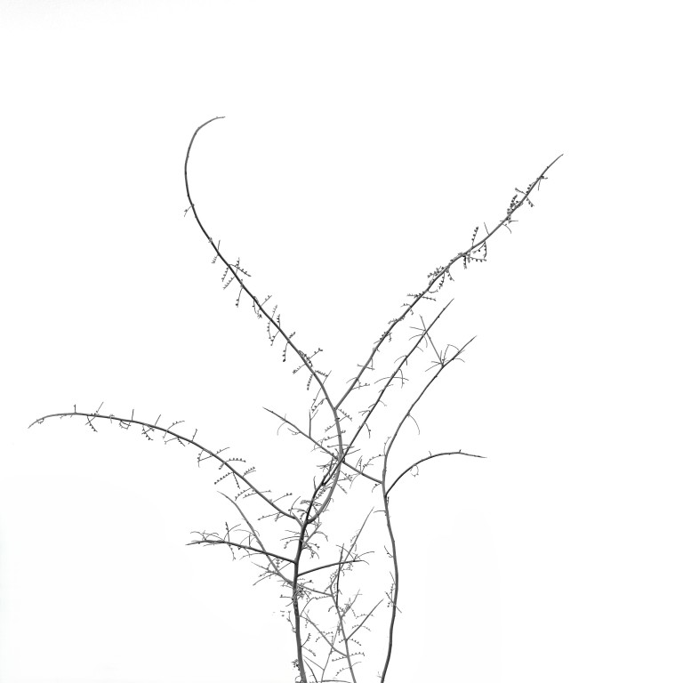 1._Nature’s_Grace_I_3826